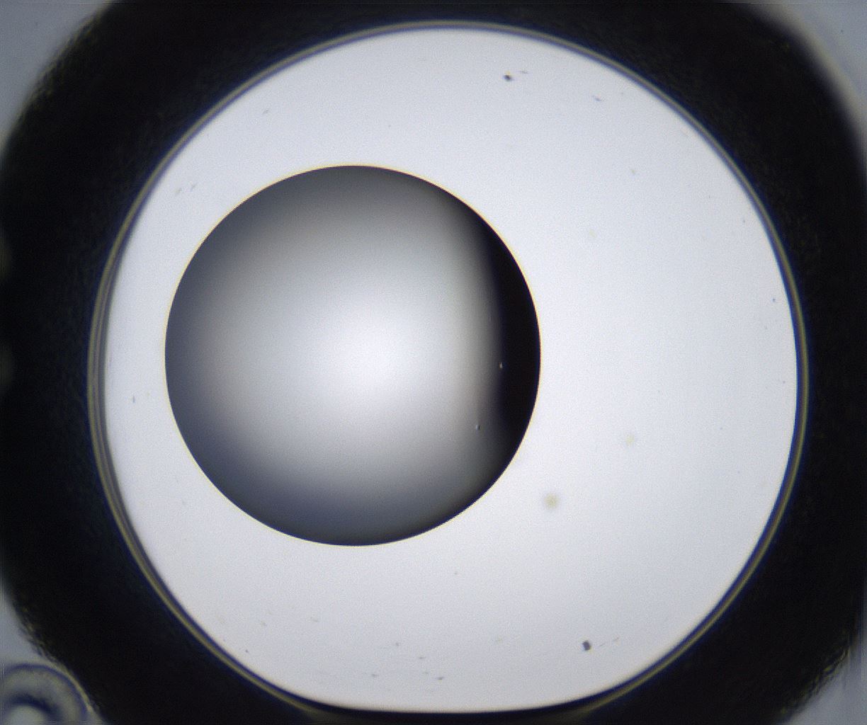 folderID295_plateID2295_batchID10832_wellNum34_profileID1_d1_r160399_ef.jpg