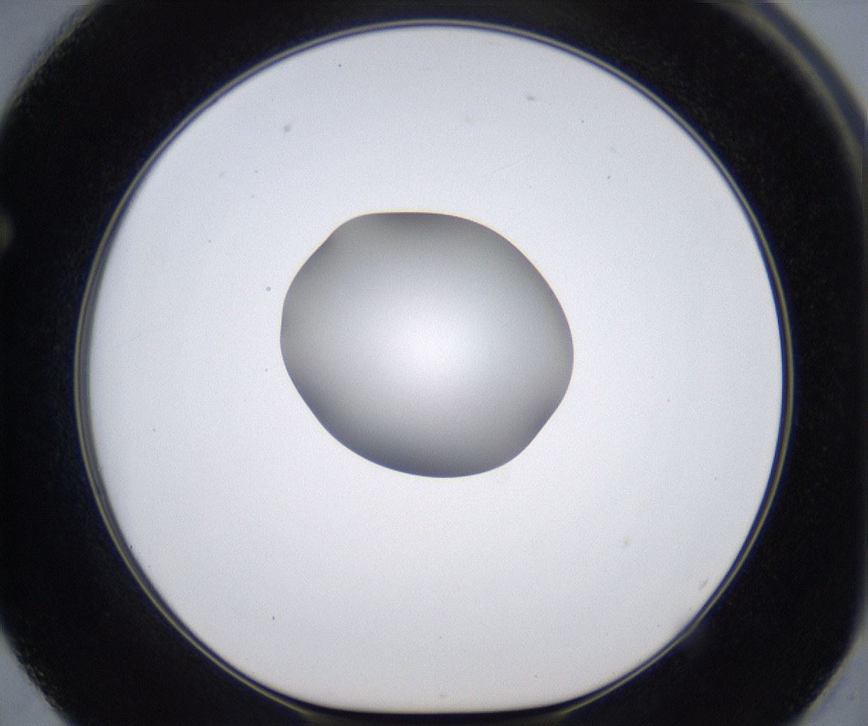 folderID295_plateID2295_batchID10832_wellNum62_profileID1_d1_r160427_ef.jpg