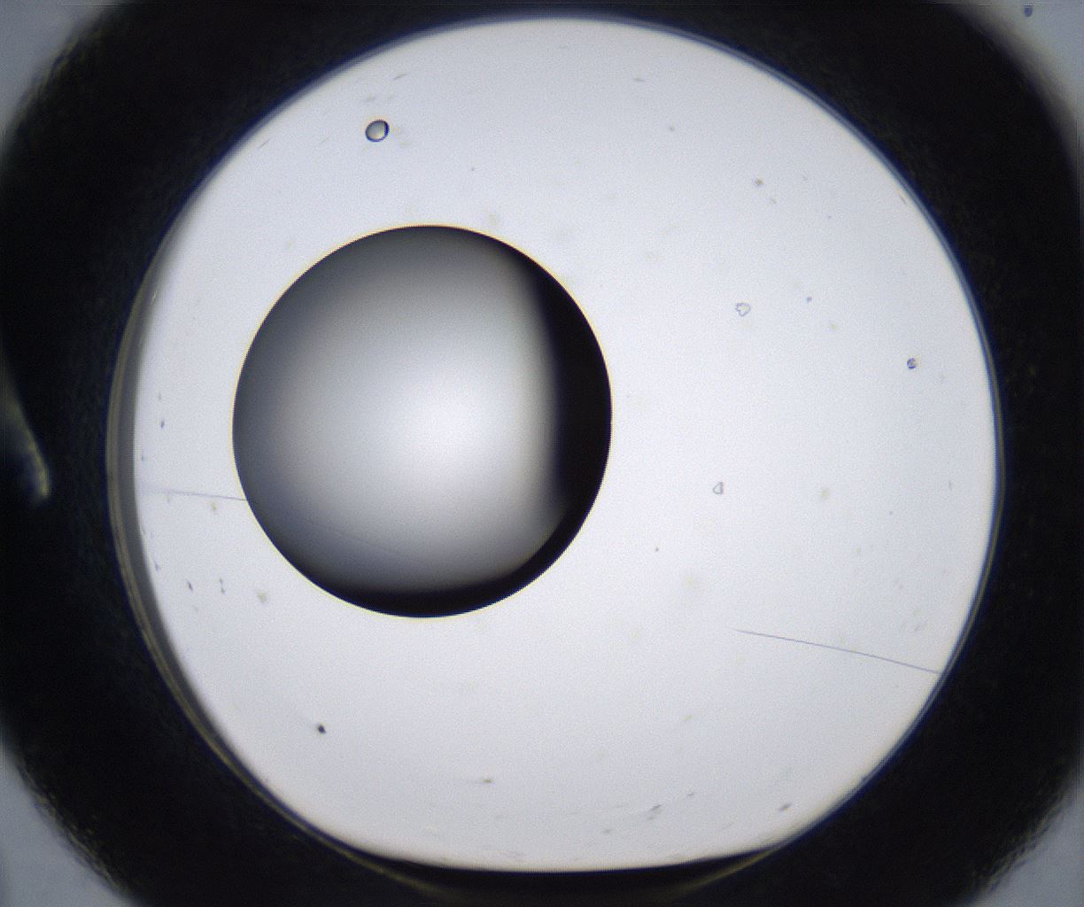 folderID295_plateID2295_batchID10832_wellNum8_profileID1_d1_r160373_ef.jpg