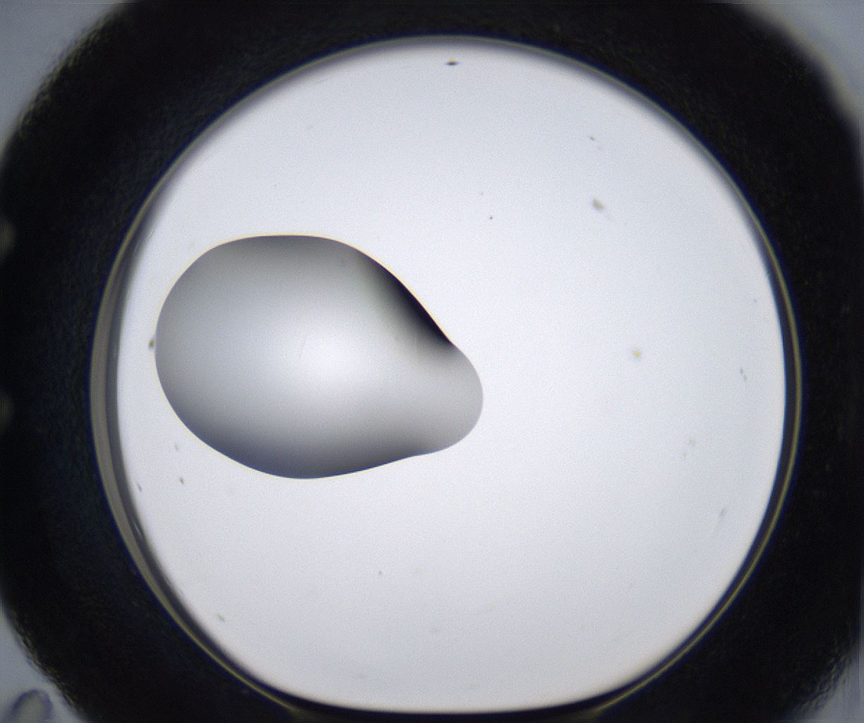 folderID295_plateID2295_batchID10832_wellNum59_profileID1_d1_r160424_ef.jpg