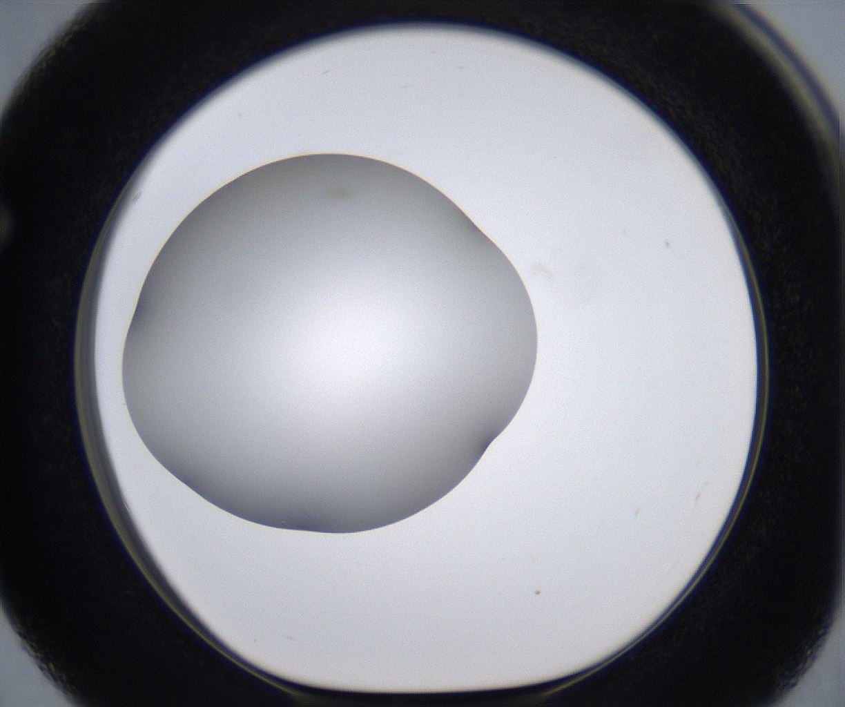 folderID295_plateID2295_batchID10832_wellNum63_profileID1_d1_r160428_ef.jpg