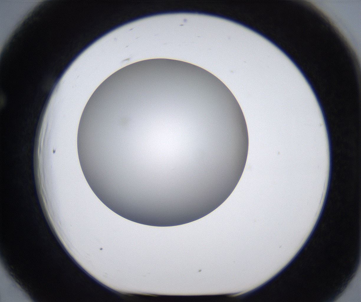 folderID295_plateID2295_batchID10832_wellNum66_profileID1_d1_r160431_ef.jpg