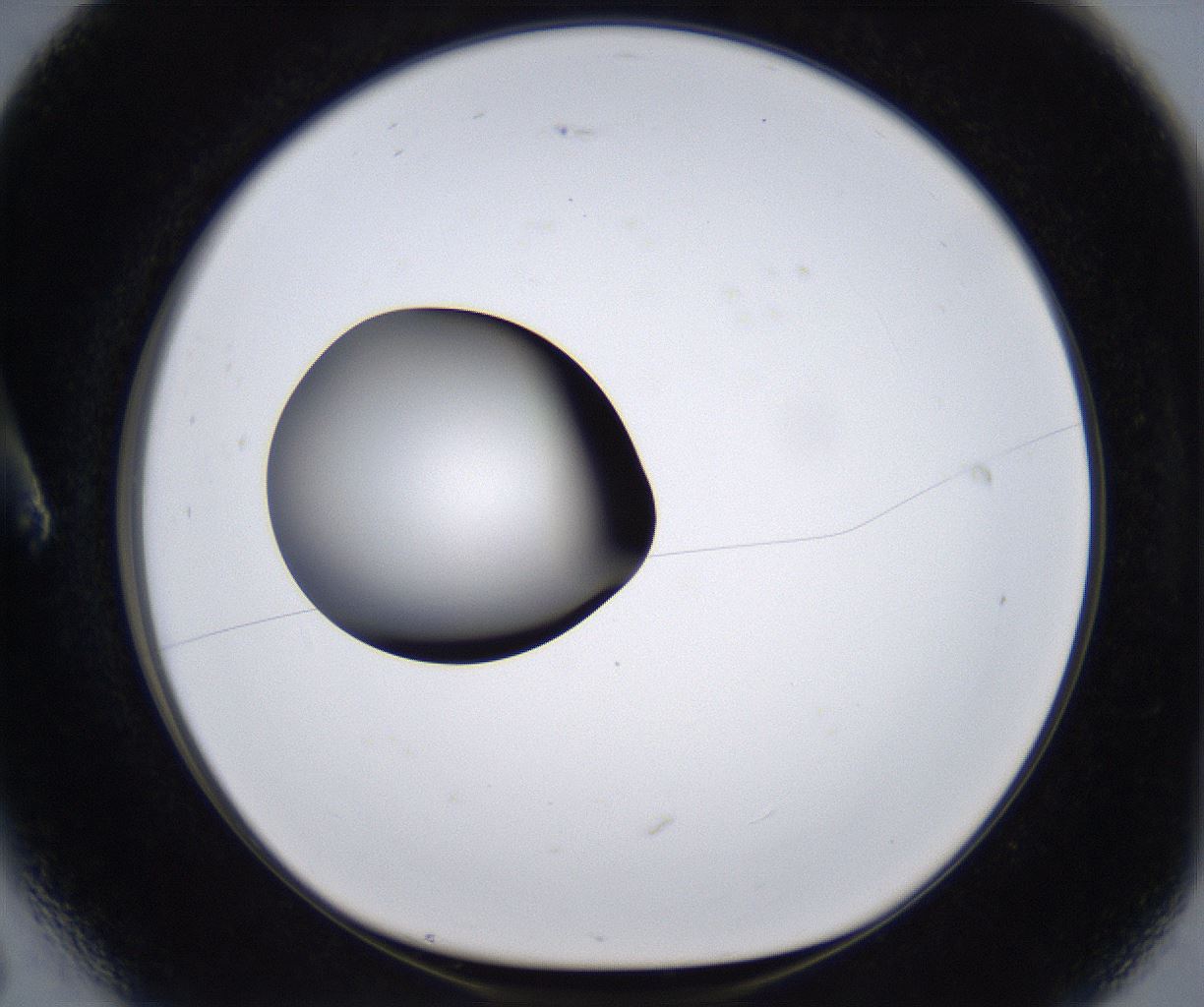 folderID295_plateID2295_batchID10832_wellNum6_profileID1_d1_r160371_ef.jpg