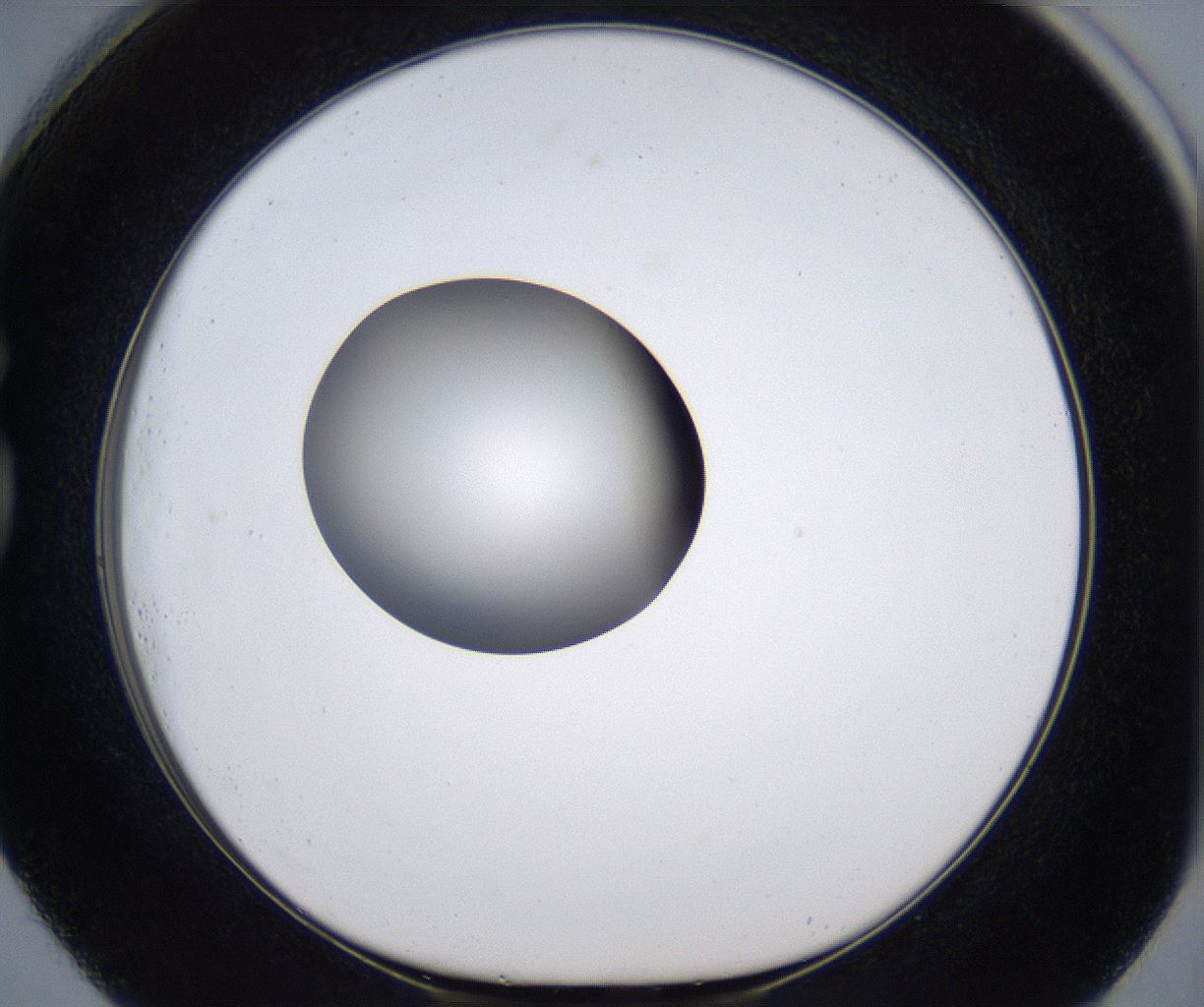 folderID295_plateID2295_batchID10832_wellNum73_profileID1_d1_r160438_ef.jpg