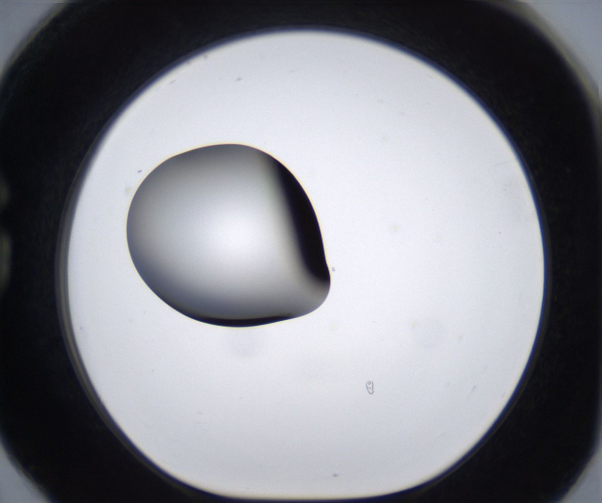 folderID295_plateID2295_batchID10832_wellNum78_profileID1_d1_r160443_ef.jpg
