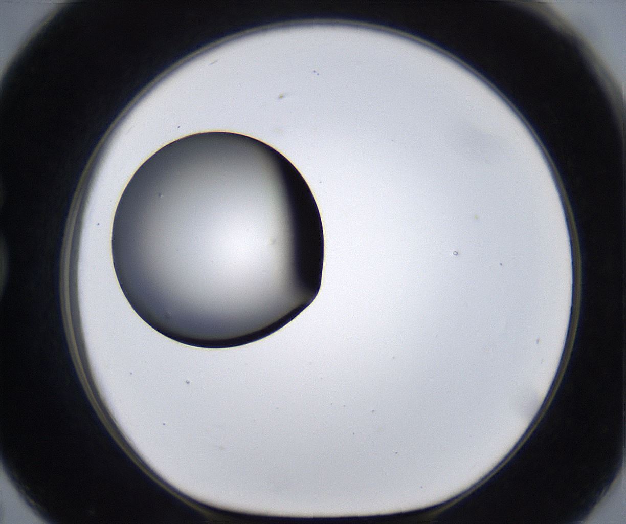 folderID295_plateID2295_batchID10832_wellNum79_profileID1_d1_r160444_ef.jpg