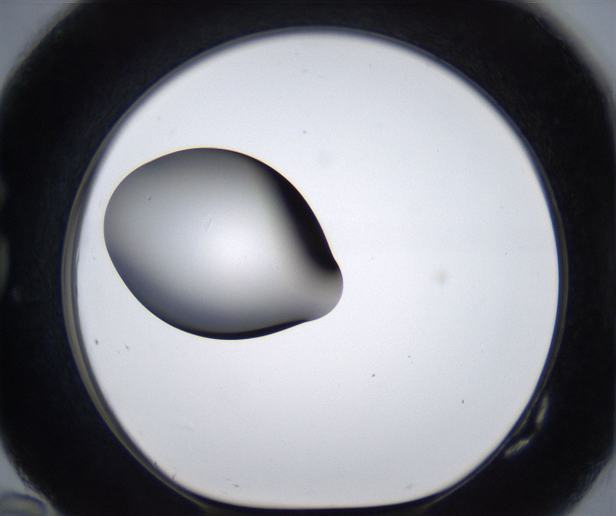folderID295_plateID2295_batchID10832_wellNum82_profileID1_d1_r160447_ef.jpg