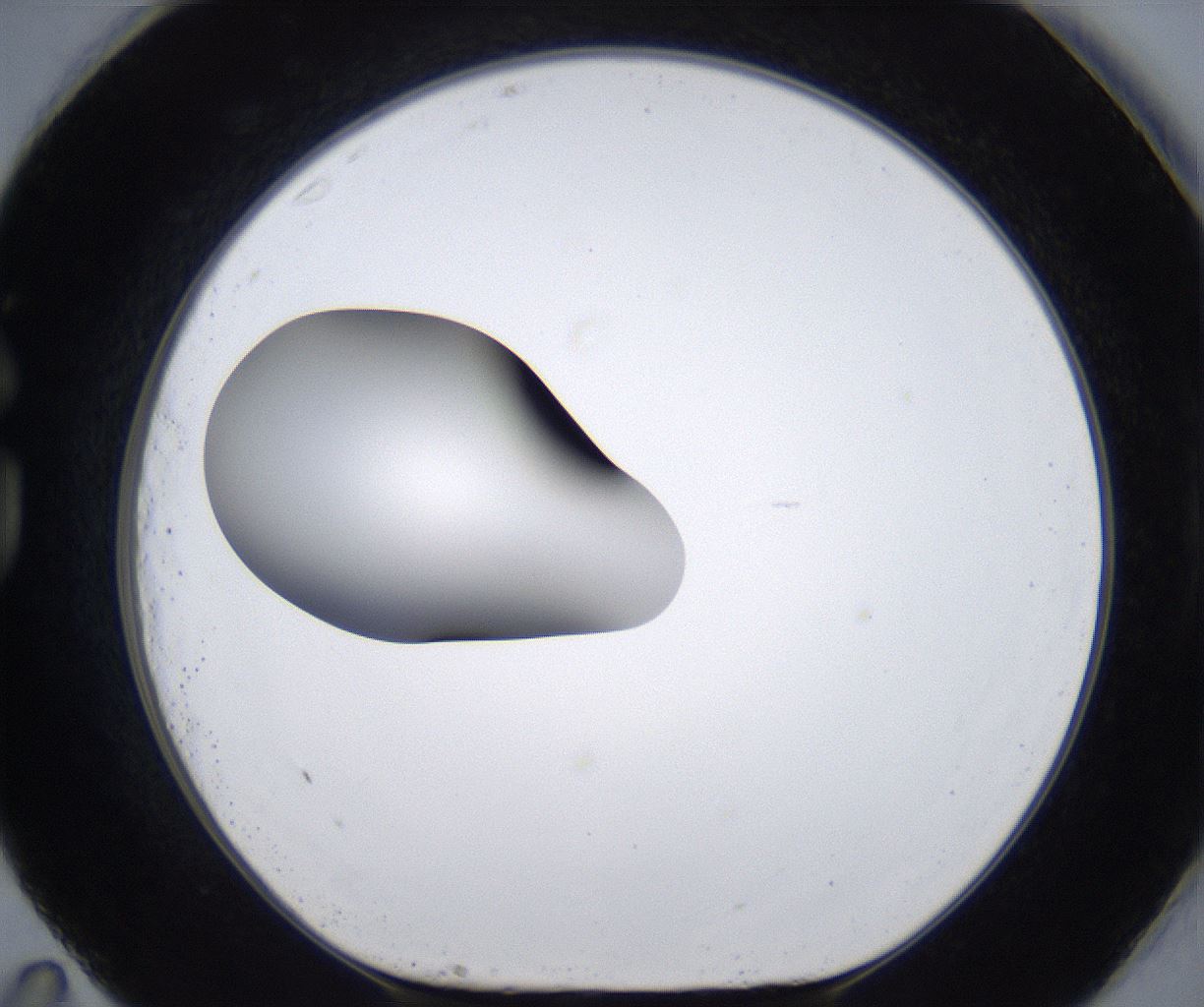 folderID295_plateID2295_batchID10832_wellNum83_profileID1_d1_r160448_ef.jpg