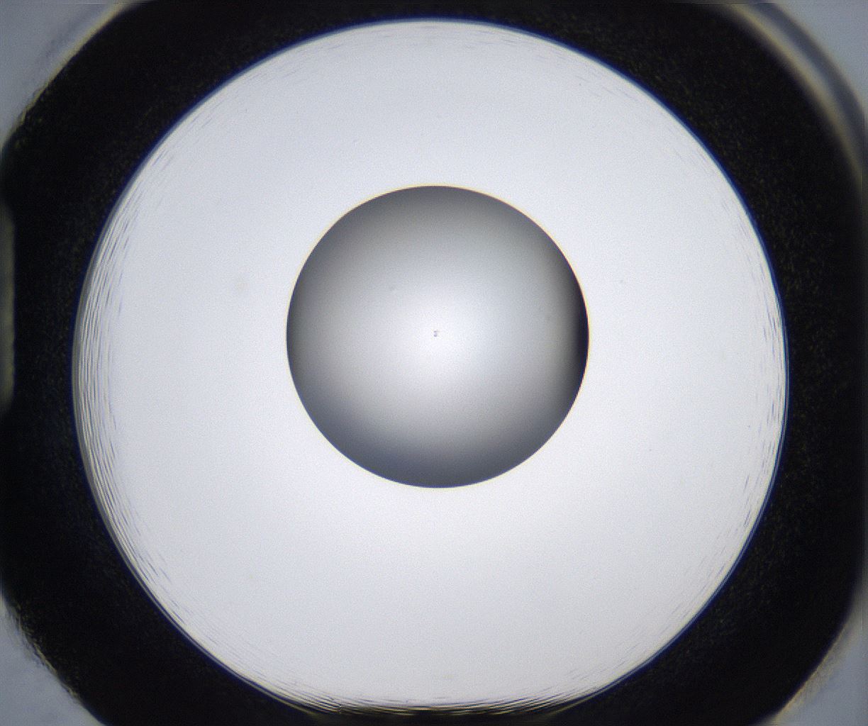 folderID295_plateID2295_batchID10832_wellNum85_profileID1_d1_r160450_ef.jpg
