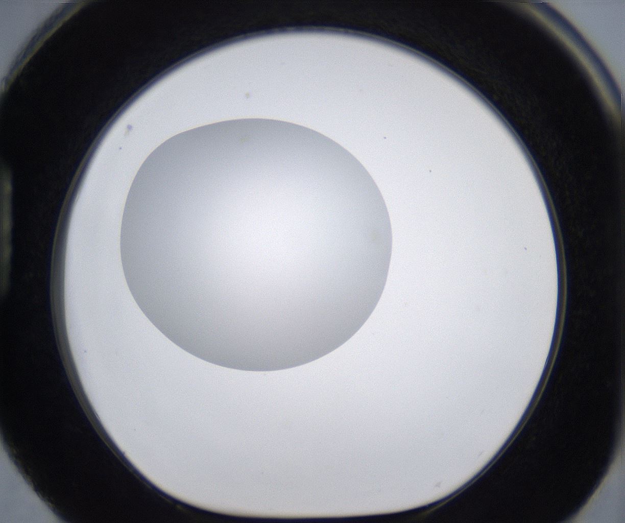 folderID295_plateID2295_batchID10832_wellNum88_profileID1_d1_r160453_ef.jpg