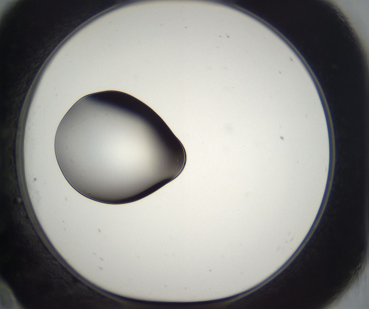 folderID296_plateID2296_batchID10852_wellNum10_profileID1_d1_r161431_ef.jpg