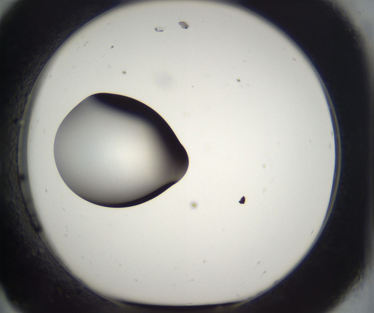 folderID296_plateID2296_batchID10852_wellNum11_profileID1_d1_r161432_ef.jpg