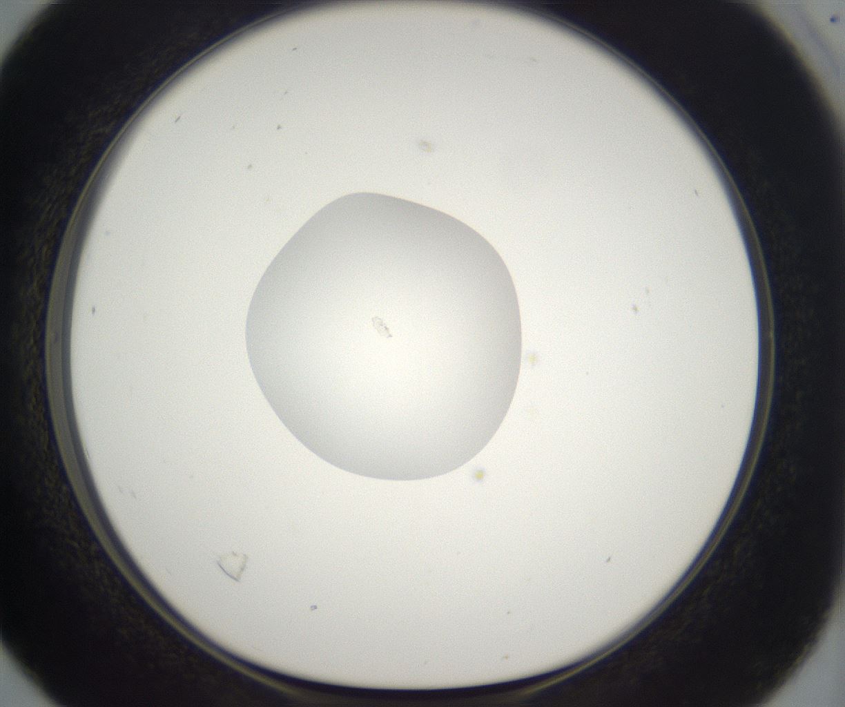 folderID296_plateID2296_batchID10852_wellNum16_profileID1_d1_r161437_ef.jpg