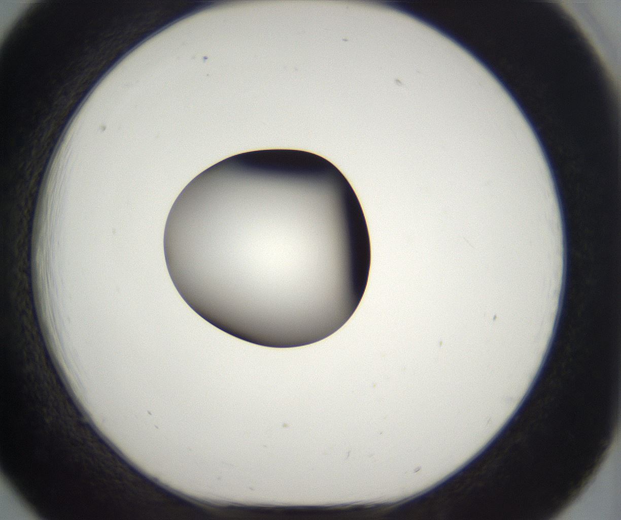folderID296_plateID2296_batchID10852_wellNum18_profileID1_d1_r161439_ef.jpg