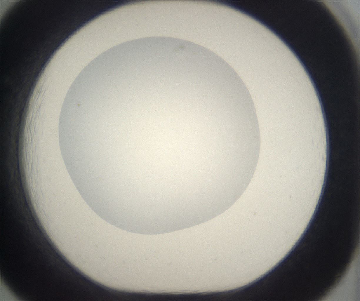folderID296_plateID2296_batchID10852_wellNum19_profileID1_d1_r161440_ef.jpg