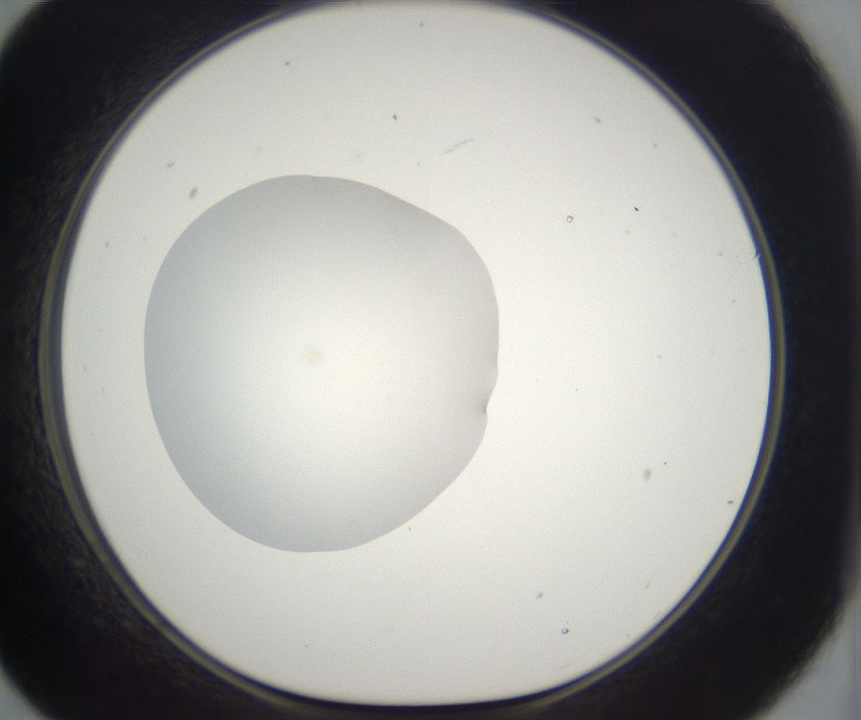 folderID296_plateID2296_batchID10852_wellNum21_profileID1_d1_r161442_ef.jpg