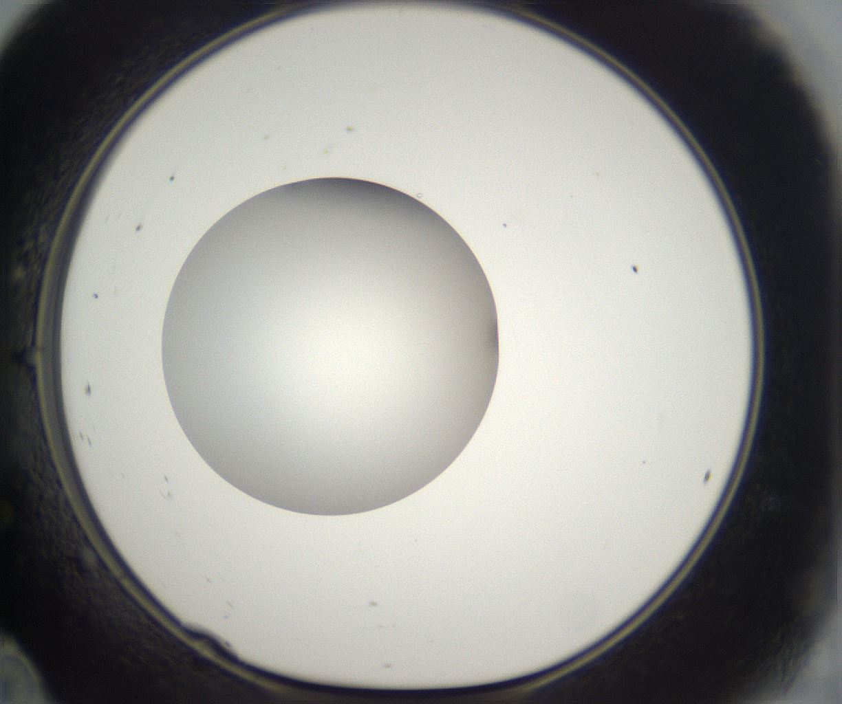 folderID296_plateID2296_batchID10852_wellNum24_profileID1_d1_r161445_ef.jpg