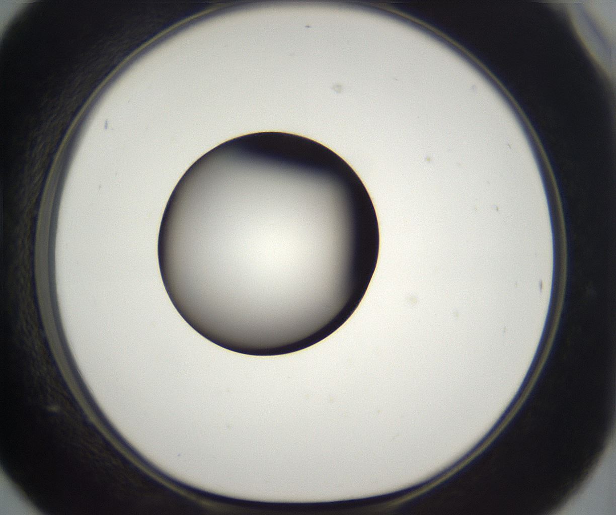 folderID296_plateID2296_batchID10852_wellNum42_profileID1_d1_r161463_ef.jpg