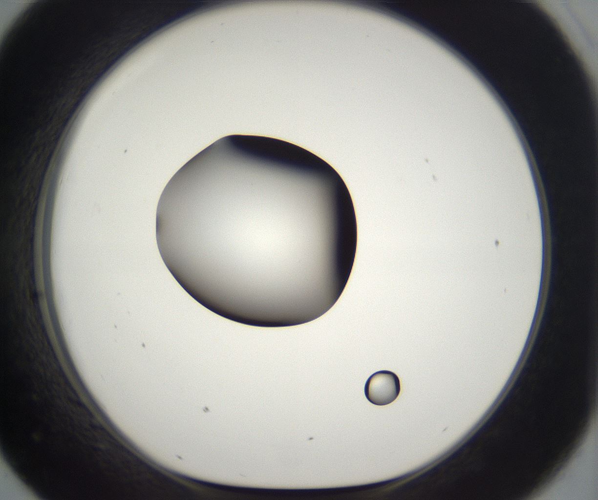 folderID296_plateID2296_batchID10852_wellNum43_profileID1_d1_r161464_ef.jpg