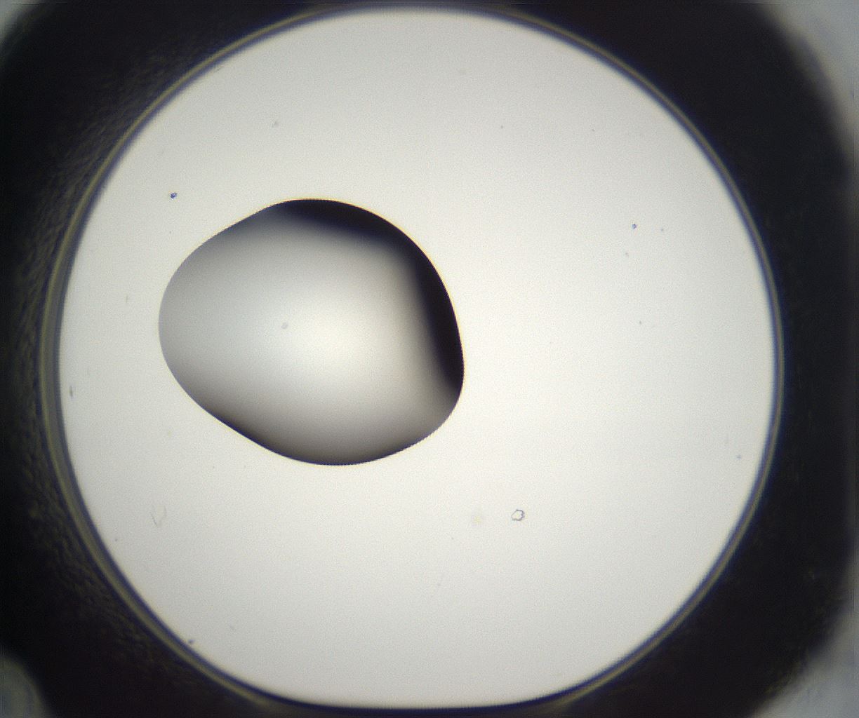 folderID296_plateID2296_batchID10852_wellNum48_profileID1_d1_r161469_ef.jpg