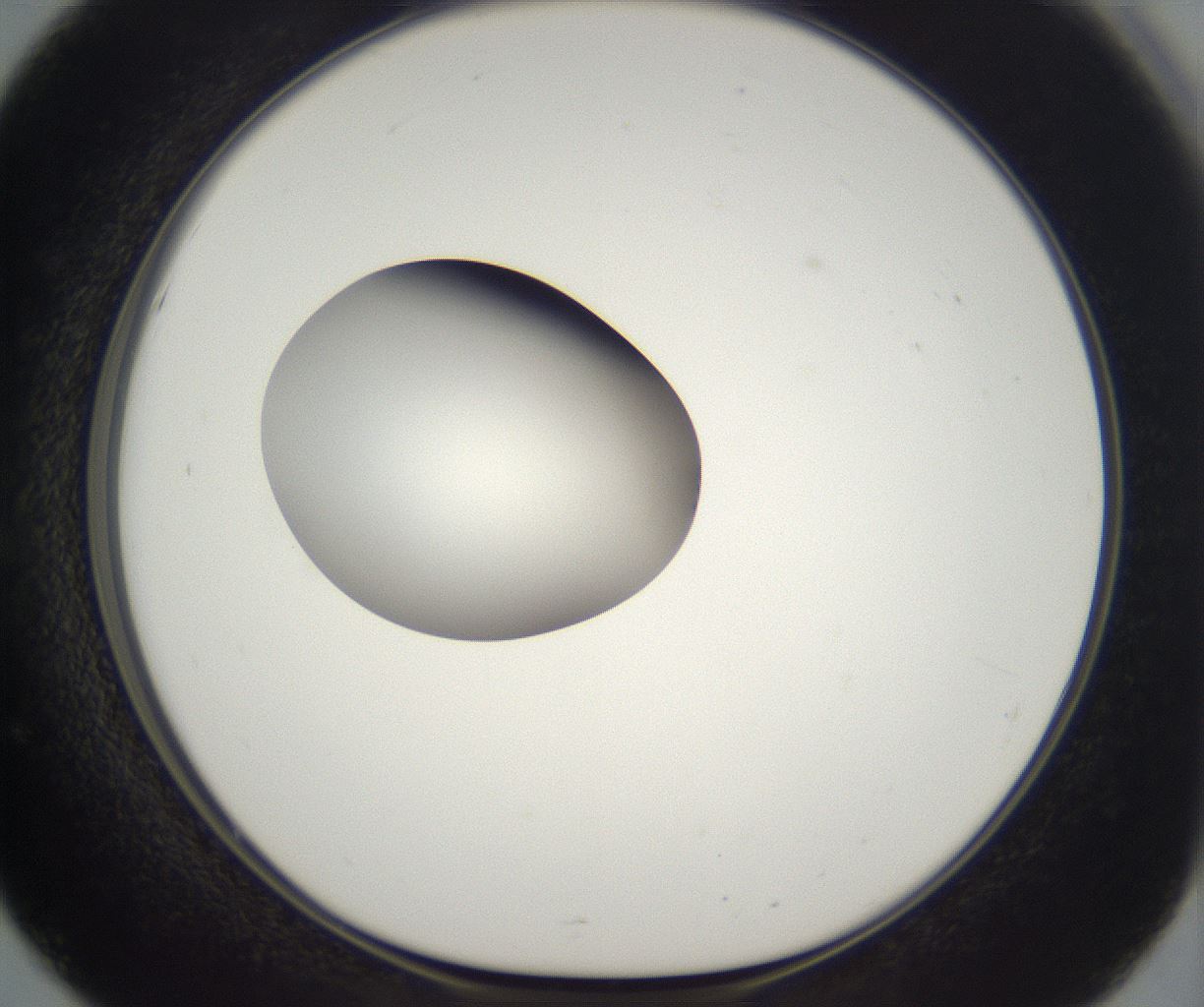 folderID296_plateID2296_batchID10852_wellNum51_profileID1_d1_r161472_ef.jpg