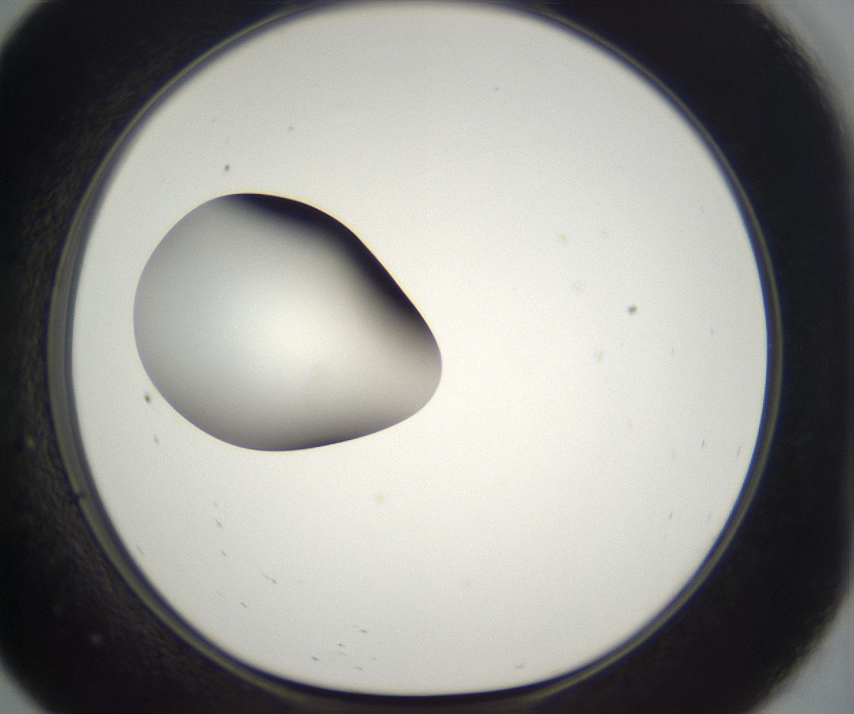 folderID296_plateID2296_batchID10852_wellNum57_profileID1_d1_r161478_ef.jpg