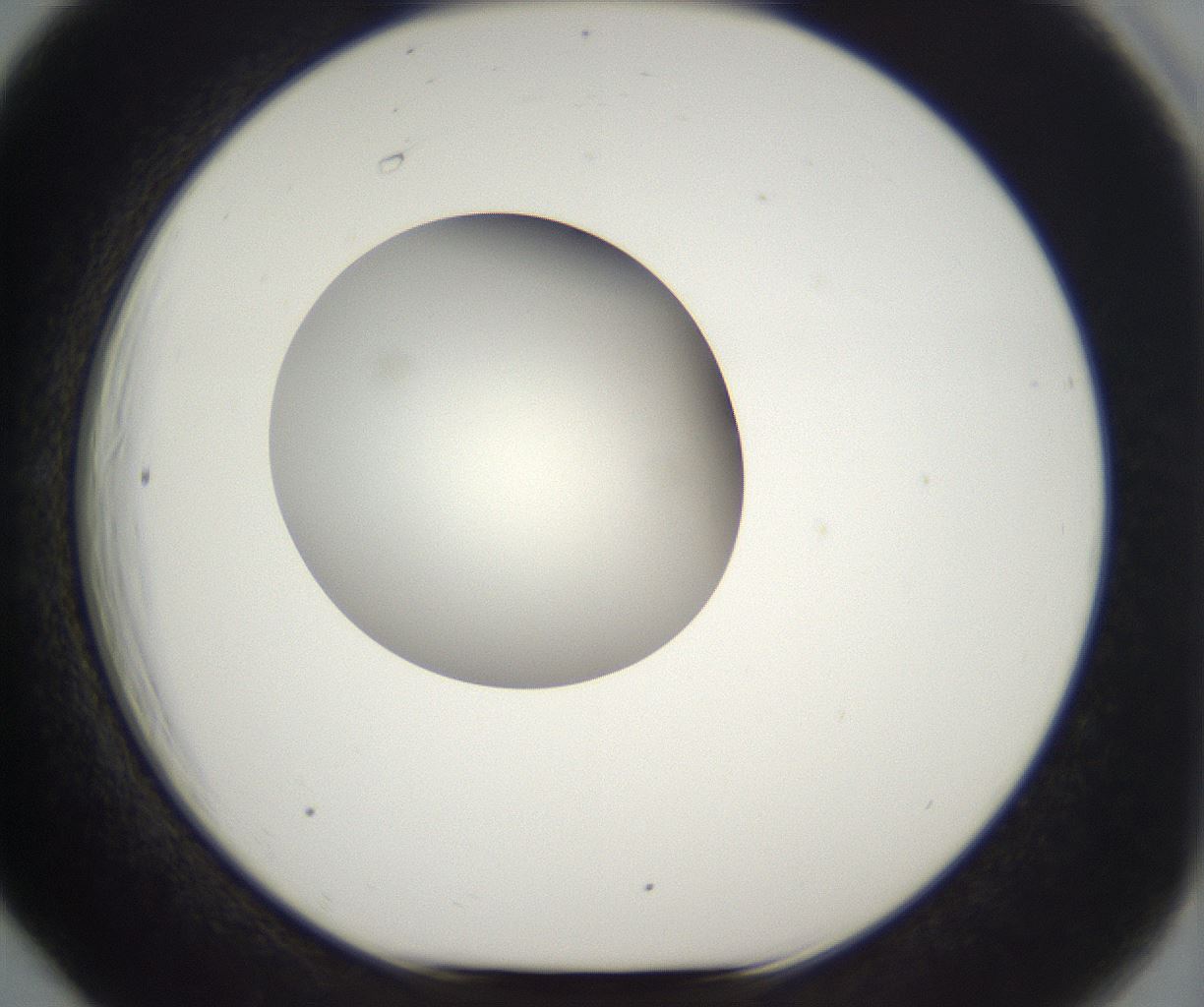 folderID296_plateID2296_batchID10852_wellNum66_profileID1_d1_r161487_ef.jpg