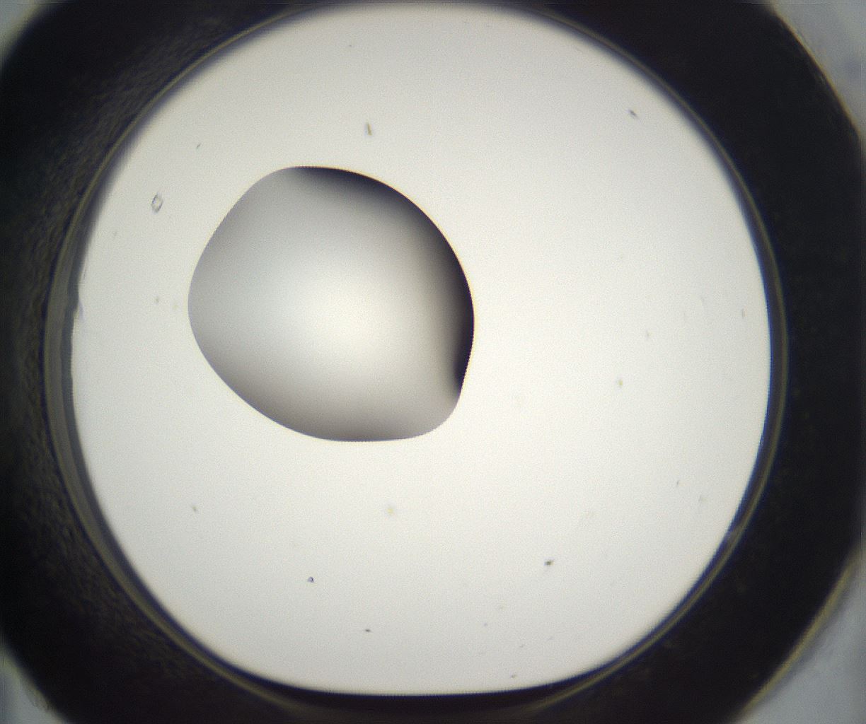 folderID296_plateID2296_batchID10852_wellNum95_profileID1_d1_r161516_ef.jpg