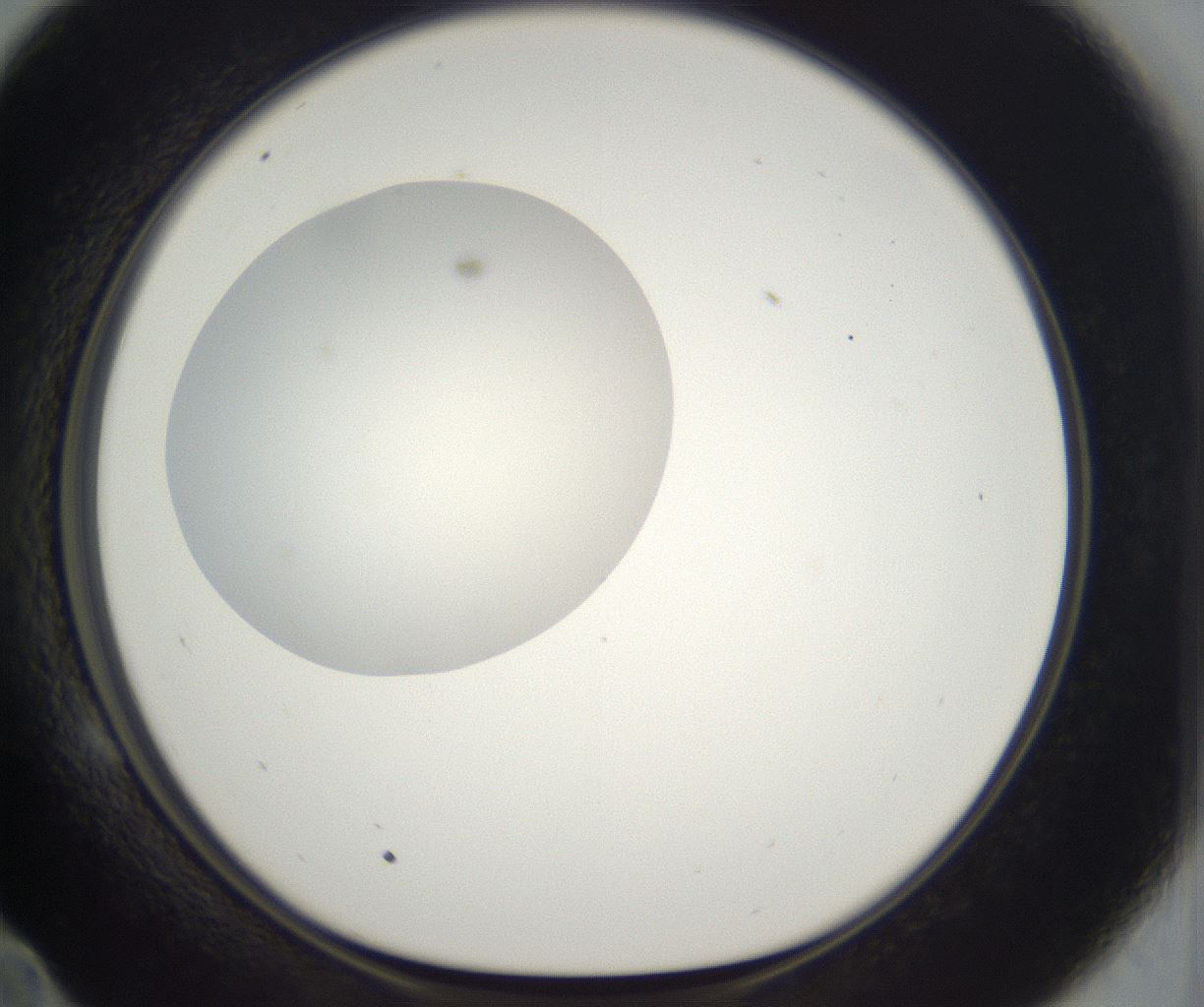 folderID296_plateID2296_batchID10852_wellNum58_profileID1_d1_r161479_ef.jpg