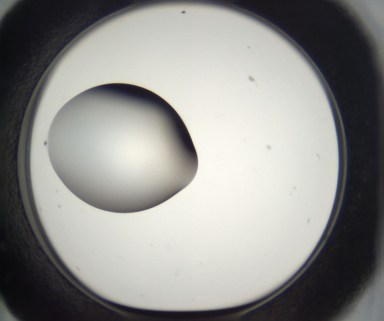 folderID296_plateID2296_batchID10852_wellNum59_profileID1_d1_r161480_ef.jpg