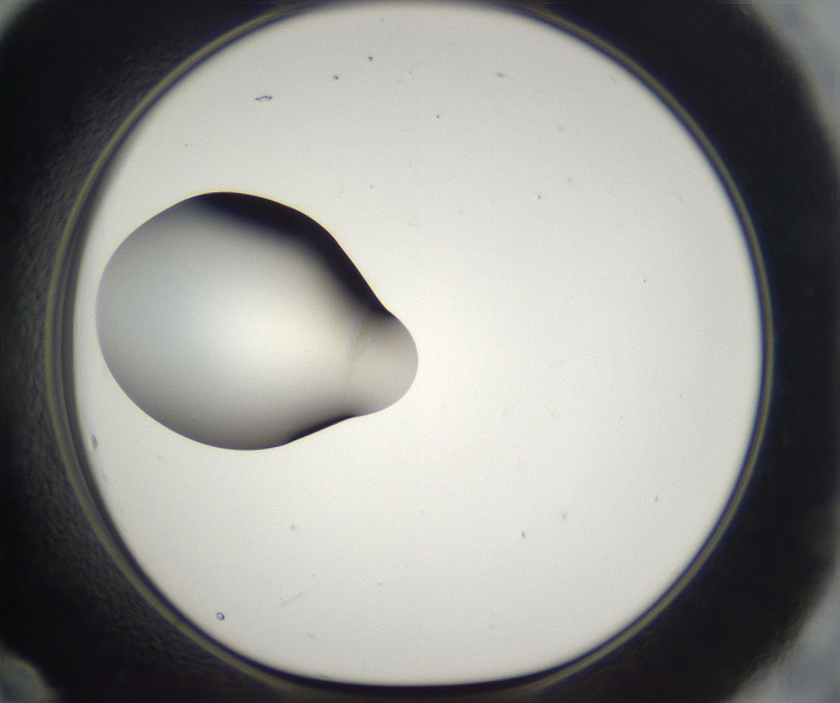 folderID296_plateID2296_batchID10852_wellNum60_profileID1_d1_r161481_ef.jpg