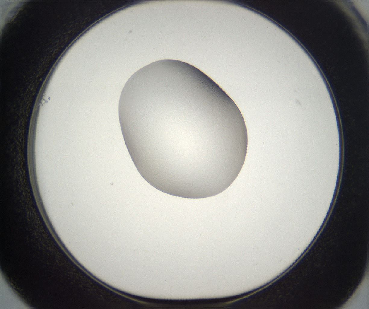 folderID296_plateID2296_batchID10852_wellNum61_profileID1_d1_r161482_ef.jpg