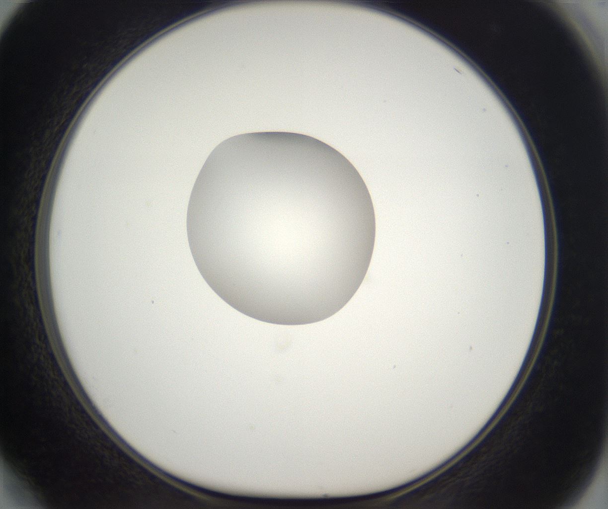 folderID296_plateID2296_batchID10852_wellNum64_profileID1_d1_r161485_ef.jpg