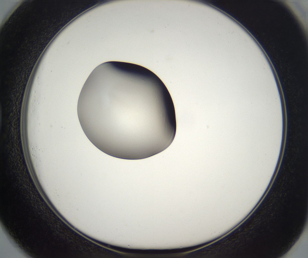 folderID296_plateID2296_batchID10852_wellNum73_profileID1_d1_r161494_ef.jpg