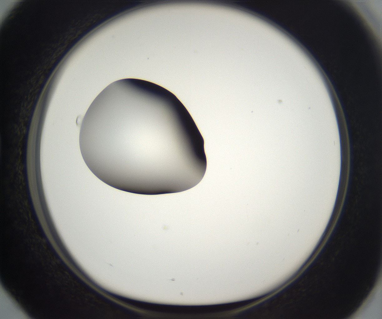 folderID296_plateID2296_batchID10852_wellNum76_profileID1_d1_r161497_ef.jpg
