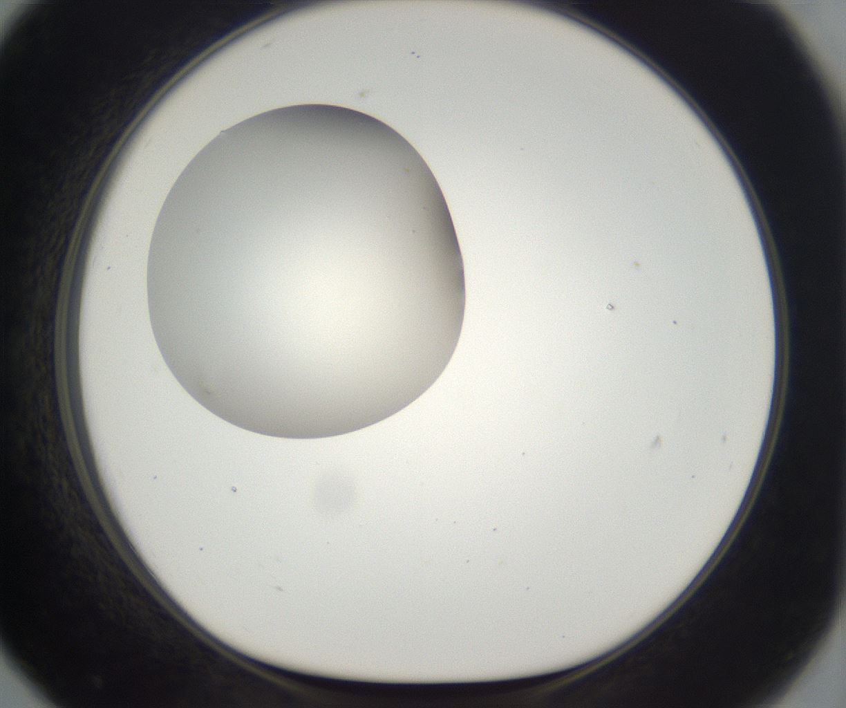folderID296_plateID2296_batchID10852_wellNum79_profileID1_d1_r161500_ef.jpg