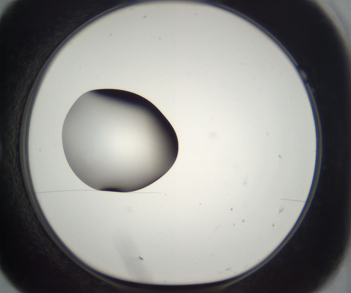 folderID296_plateID2296_batchID10852_wellNum7_profileID1_d1_r161428_ef.jpg