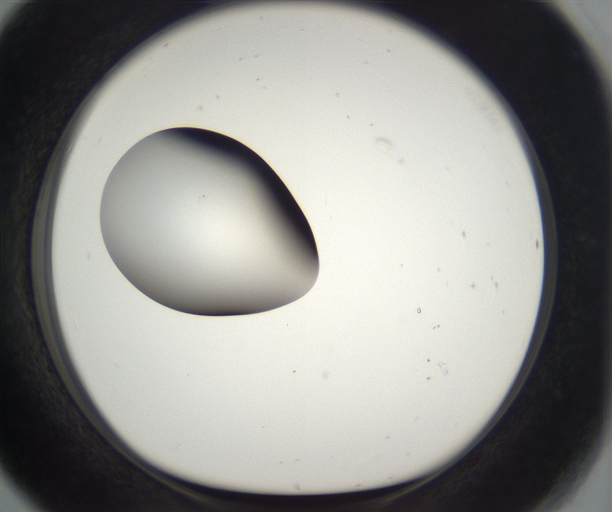 folderID296_plateID2296_batchID10852_wellNum80_profileID1_d1_r161501_ef.jpg