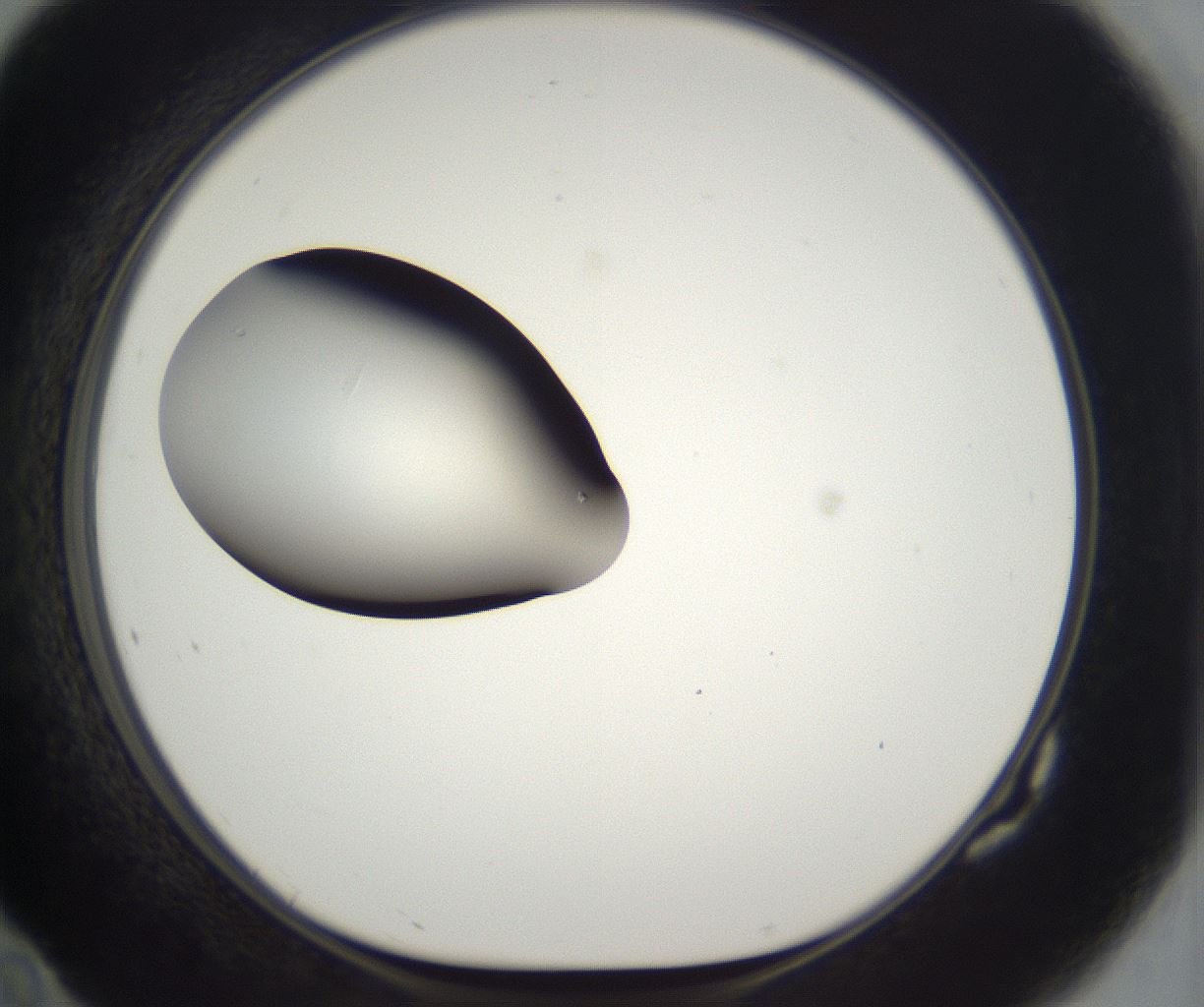 folderID296_plateID2296_batchID10852_wellNum82_profileID1_d1_r161503_ef.jpg