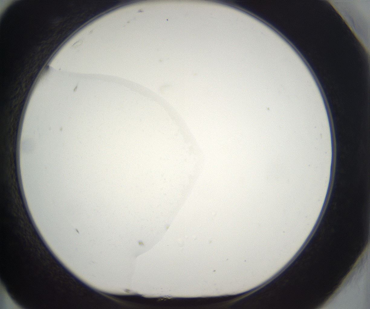 folderID296_plateID2296_batchID10852_wellNum83_profileID1_d1_r161504_ef.jpg