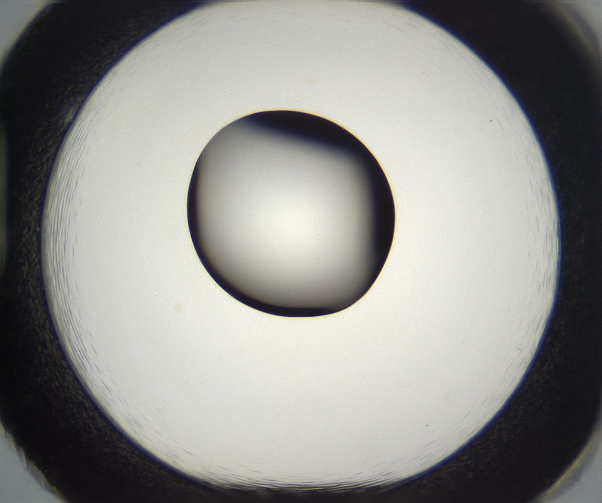 folderID296_plateID2296_batchID10852_wellNum86_profileID1_d1_r161507_ef.jpg