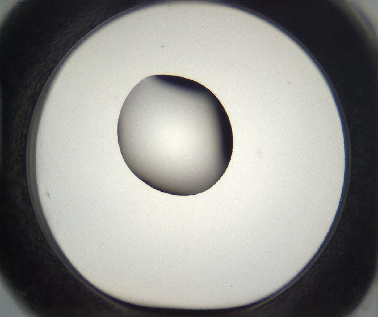 folderID296_plateID2296_batchID10852_wellNum89_profileID1_d1_r161510_ef.jpg