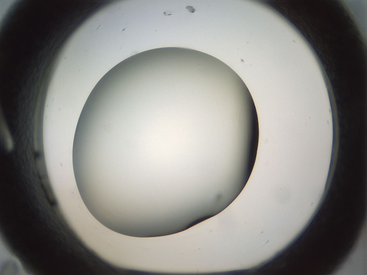 folderID297_plateID1297_batchID4295_wellNum11_profileID1_d1_r78018_ef.jpg