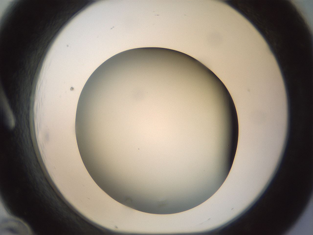 folderID297_plateID1297_batchID4295_wellNum12_profileID1_d1_r78019_ef.jpg