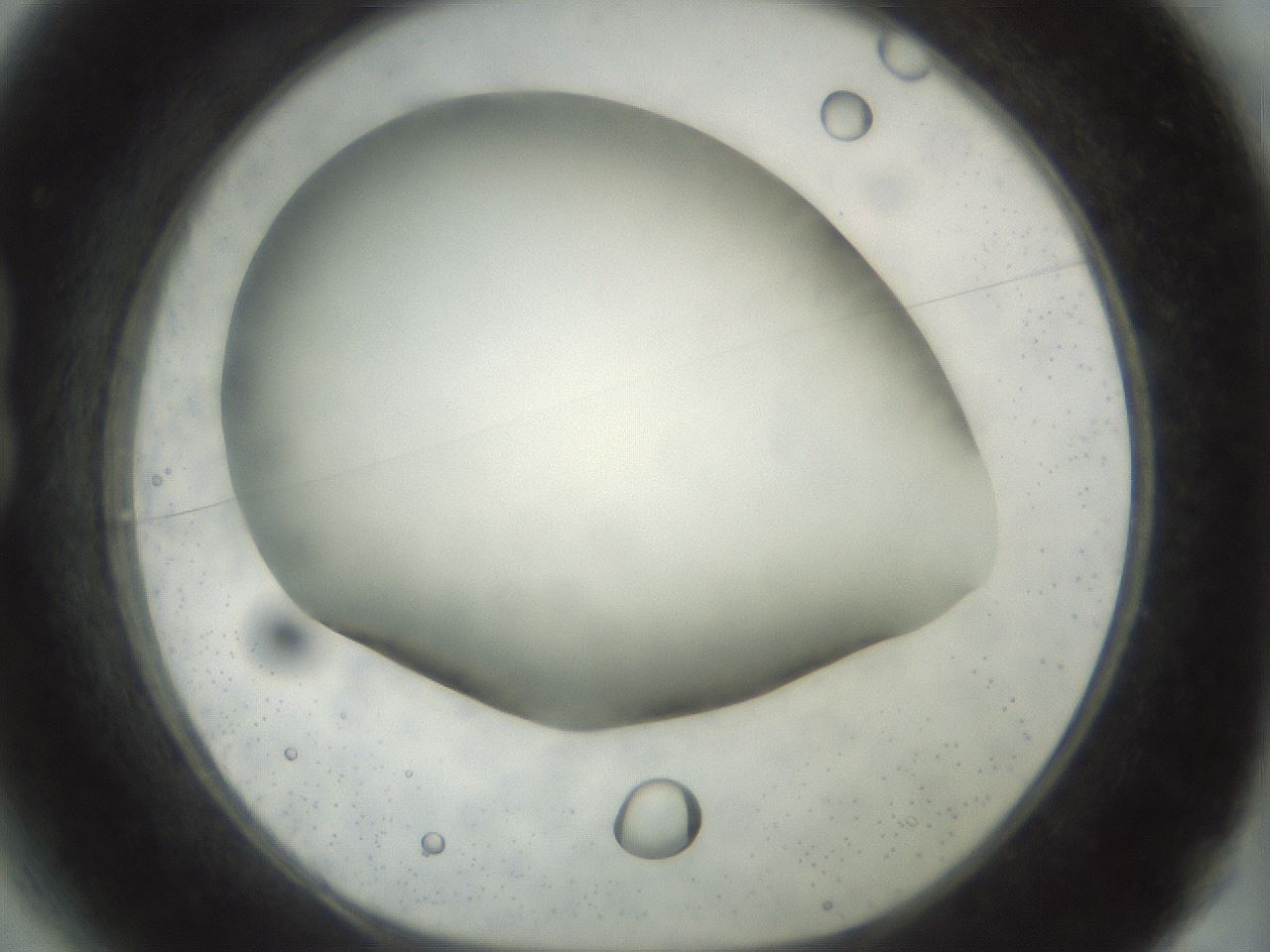 folderID297_plateID1297_batchID4295_wellNum13_profileID1_d1_r78020_ef.jpg