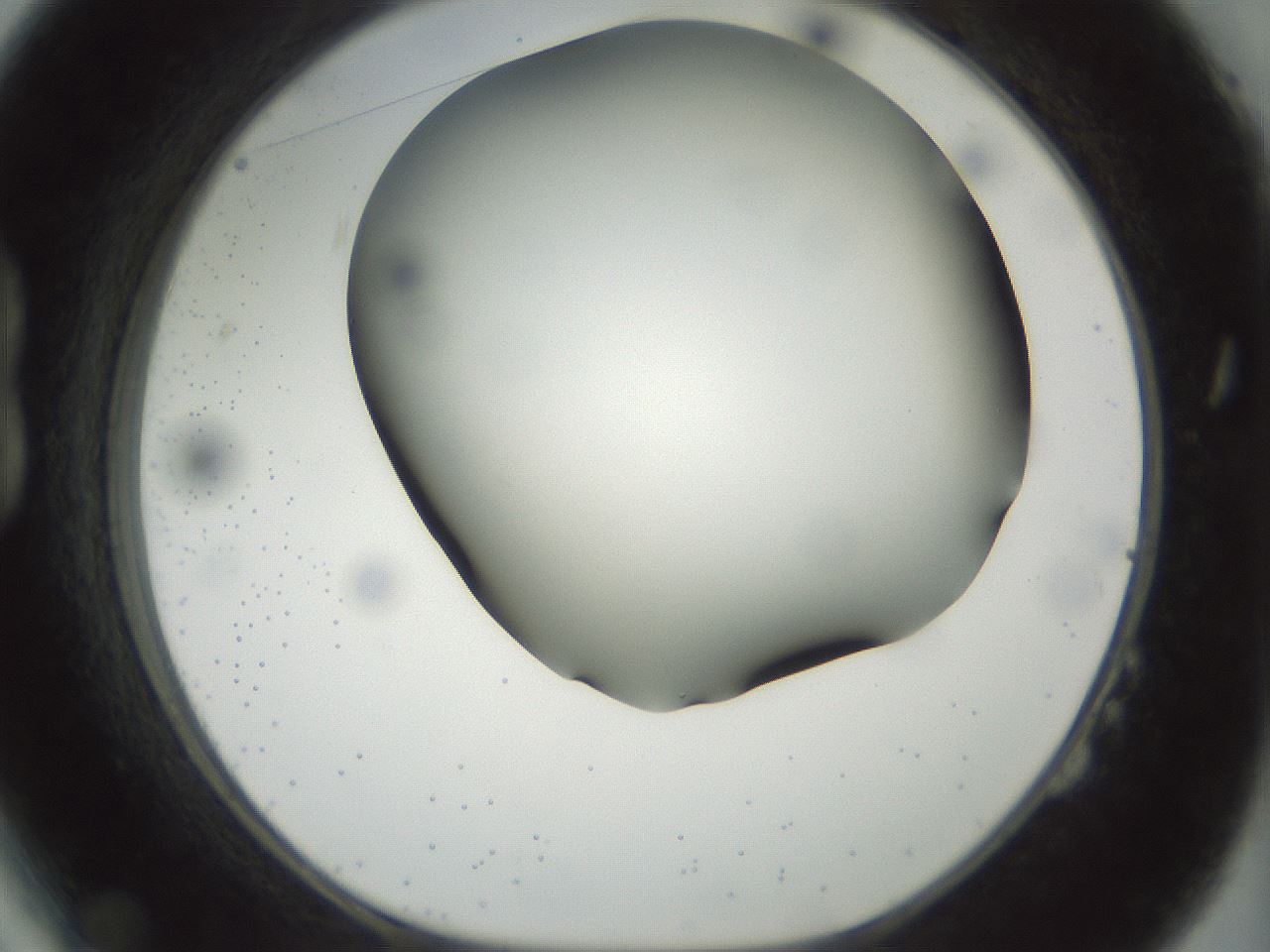 folderID297_plateID1297_batchID4295_wellNum14_profileID1_d1_r78021_ef.jpg