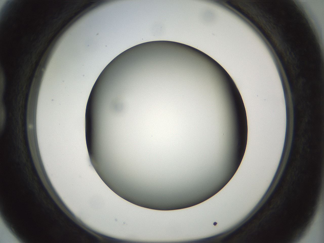 folderID297_plateID1297_batchID4295_wellNum15_profileID1_d1_r78022_ef.jpg