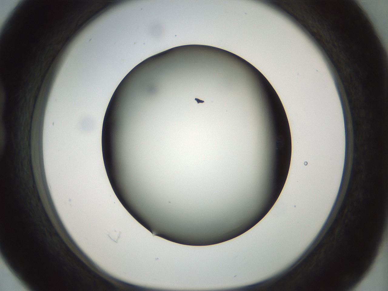 folderID297_plateID1297_batchID4295_wellNum16_profileID1_d1_r78023_ef.jpg