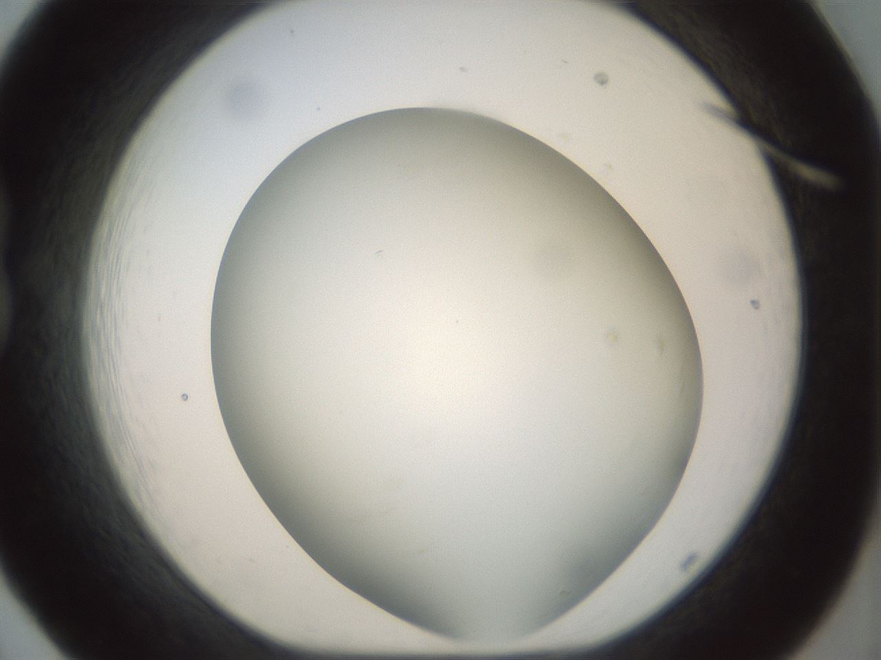folderID297_plateID1297_batchID4295_wellNum20_profileID1_d1_r78027_ef.jpg