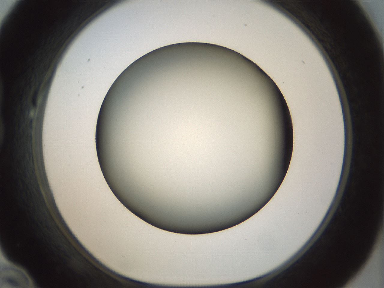 folderID297_plateID1297_batchID4295_wellNum22_profileID1_d1_r78029_ef.jpg